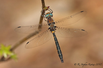 Helocordulia selysii, male